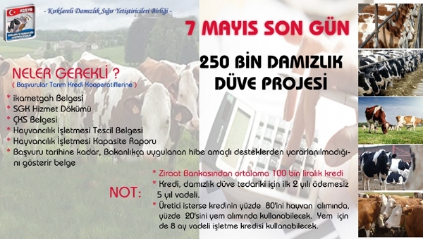 250 Bin Damzlk Dve Projesi