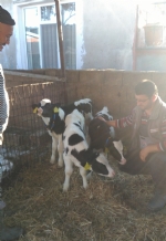 Üçüz Buzağılarımız Oldu !