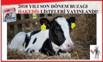 2018 YILI 2.DÖNEM BUZAĞI HAKEDİŞ LİSTELERİ BASILDI